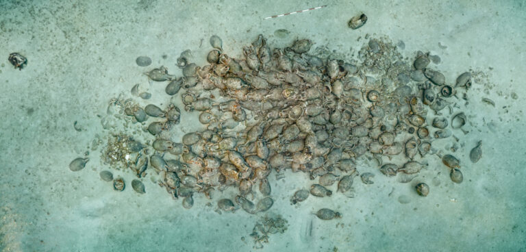 Starożytny rzymski wrak, Chorwacja. Zatonął około 2000 lat temu i do dziś spoczywa w stanie prawie nienaruszonym na głębokości 45 metrów.