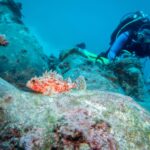 Marine life on an ancient wreck