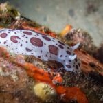 Marine life on an ancient wreck