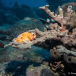 Marine life on an ancient wreck