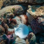 Marine life on an ancient wreck