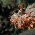 Marine life on an ancient wreck