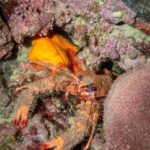 Marine life on an ancient wreck