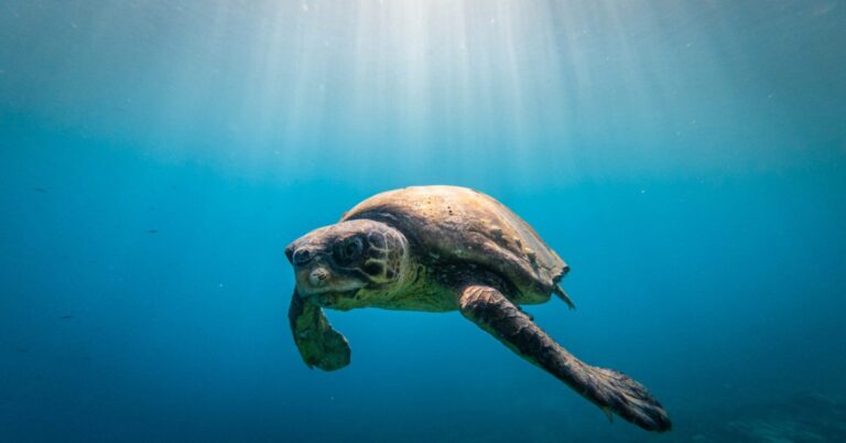 A sea turtle in VIS! Today, while 3D-scanning the ancient harbour in Vis, we were approached by a very friendly loggerhead turtle.