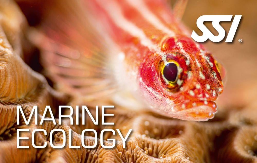 webinary o ekologii morza. Certyfikat za kurs SSI Marine Ecology.