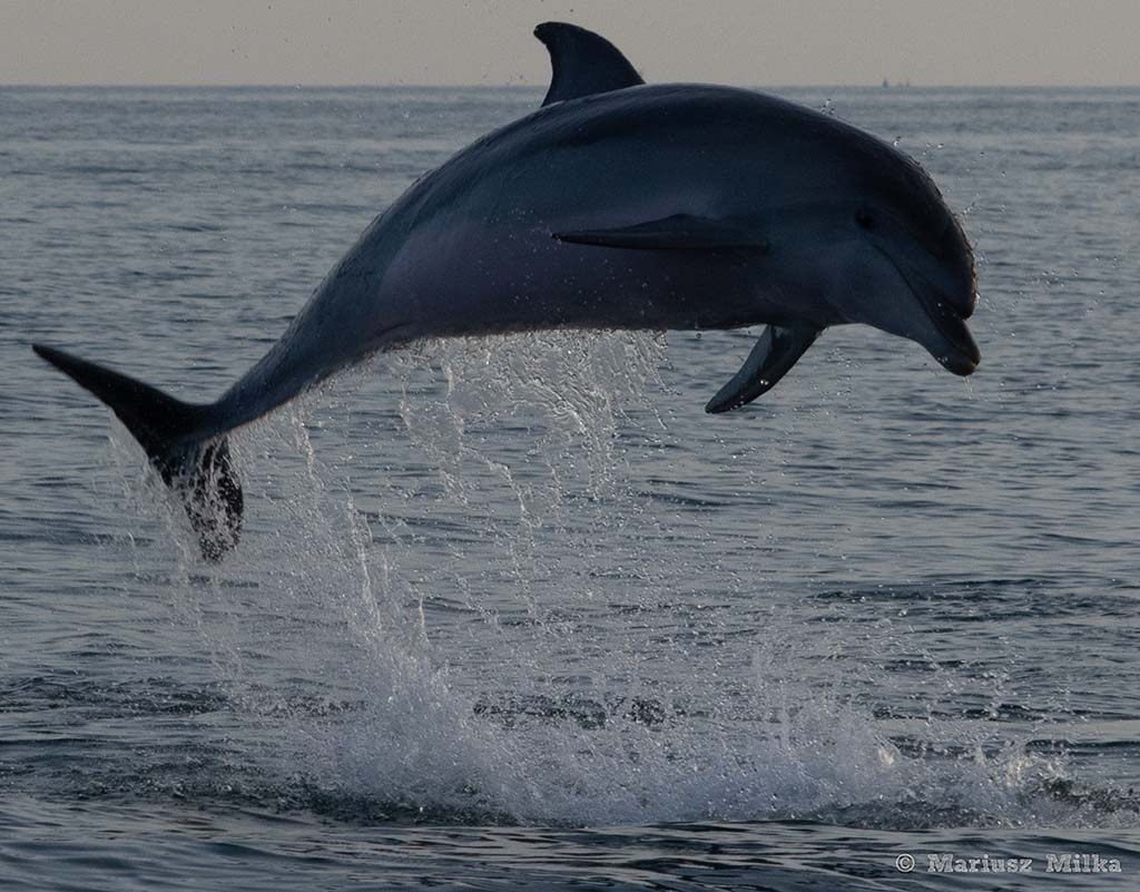 Delfin butlonosy wyskakujący z morza. Zdjęcie bez korekcji. Warsztat on-line: Adobe Lightroom - Niezbędnik. SEAmagination. Edukacja
