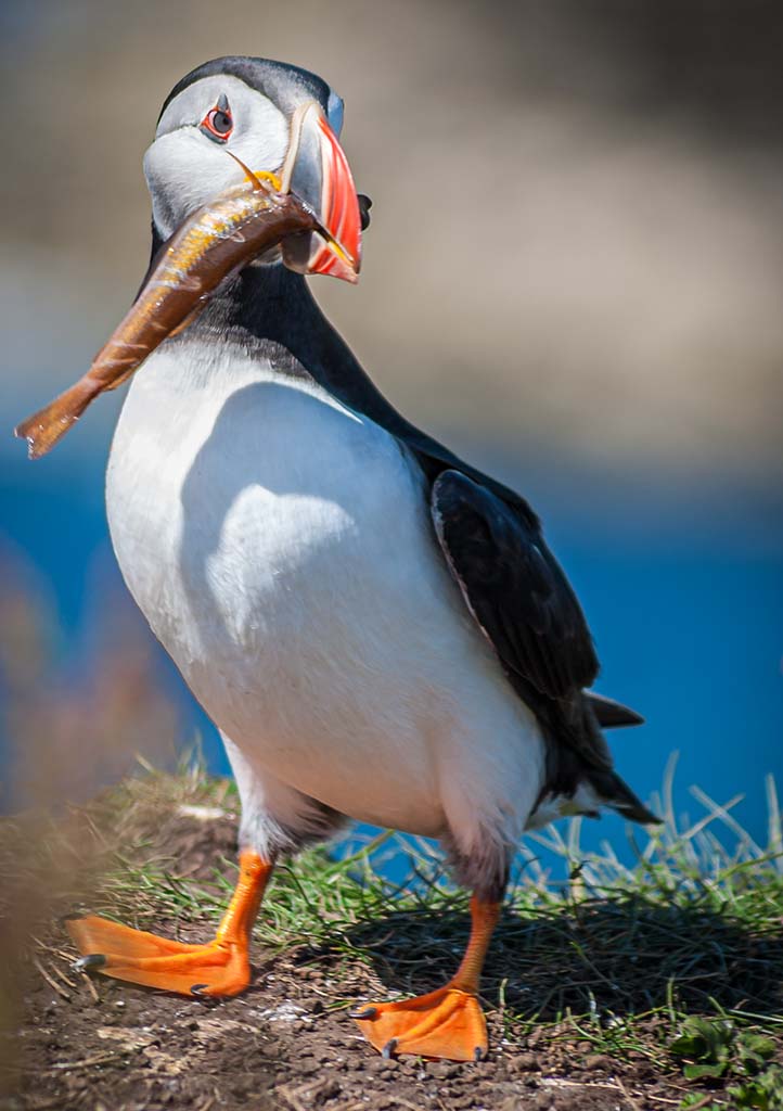 A puffin holding a fish. SEAmagination - Photogrammetry, Education, Documentation.