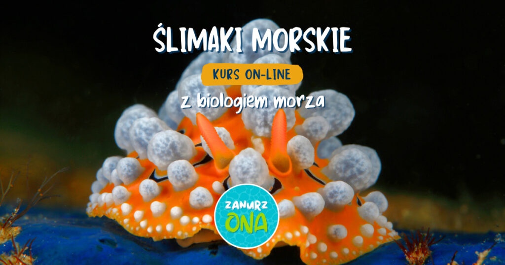 Ślimaki Morskie. Kurs On-line z Biologiem Morza. Prowadzi Ewelina Heil. Zanurz_Ona