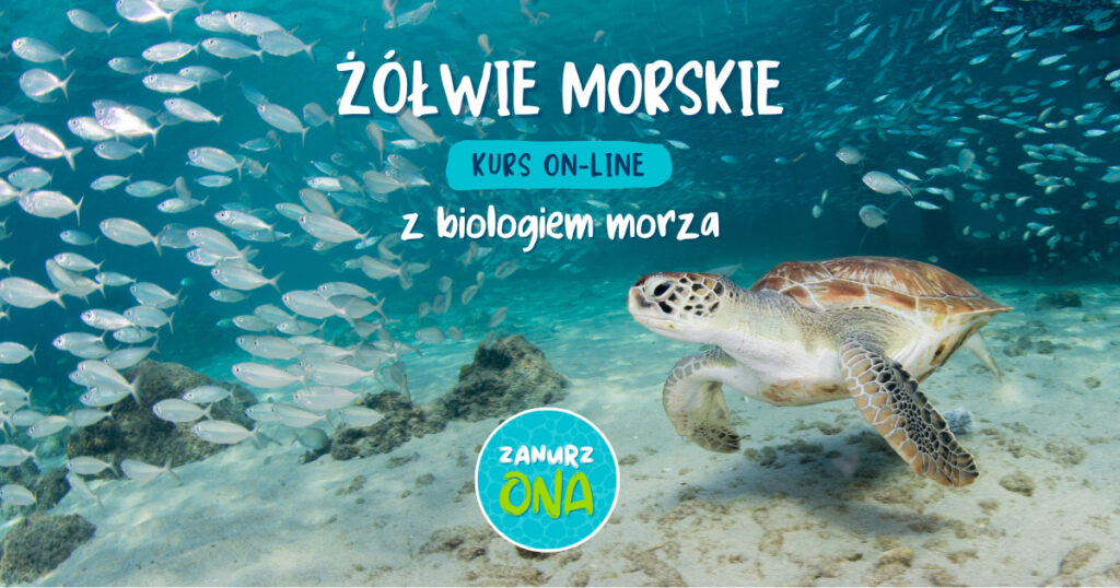 Żółwie Morskie. Kurs On-line z Biologiem Morza. Prowadzi Ewelina Heil, Zanurz_Ona