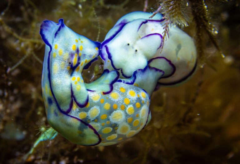 Ślimak Bąbelkowe. Photo by Ewelina Heil. Kurs online - Ślimaki Morskie