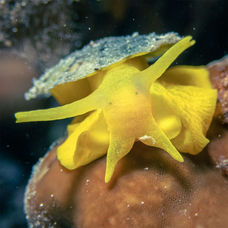 Ślimak Tylodina. Yellow Umbrella Snail. Photo by Ewelina Heil. Kurs online - Ślimaki Morskie